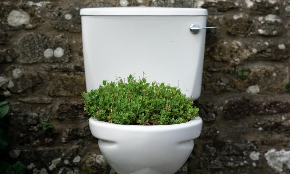 Toilet with green plants growing from bowl