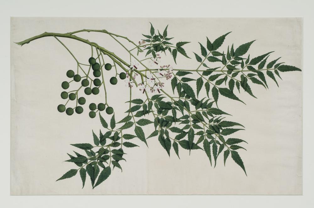 A highly detailed and accurate drawing of a plant, it's leaves are painted, berries and small pink flowers. 