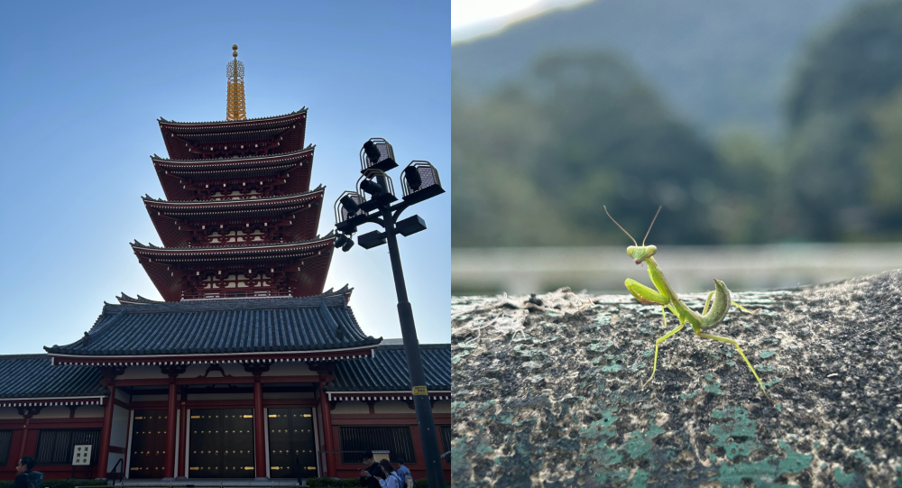 Senso-ji in Tokyo and a praying mantis