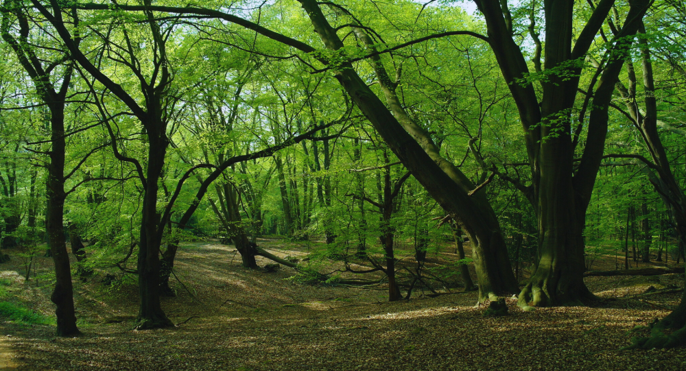 Epping Forest