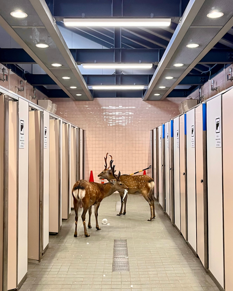  Two deer stand inside a tiled public restroom with stalls on both sides, eating toilet paper. 